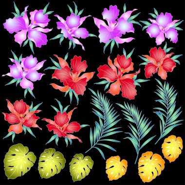 Tropikal orkide illüstrasyon