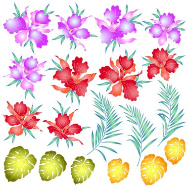 Tropikal orkide illüstrasyon