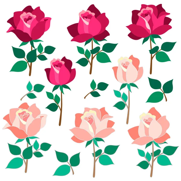 Όμορφη Συλλογή Υλικού Εικονογράφησης Τριαντάφυλλου — Διανυσματικό Αρχείο