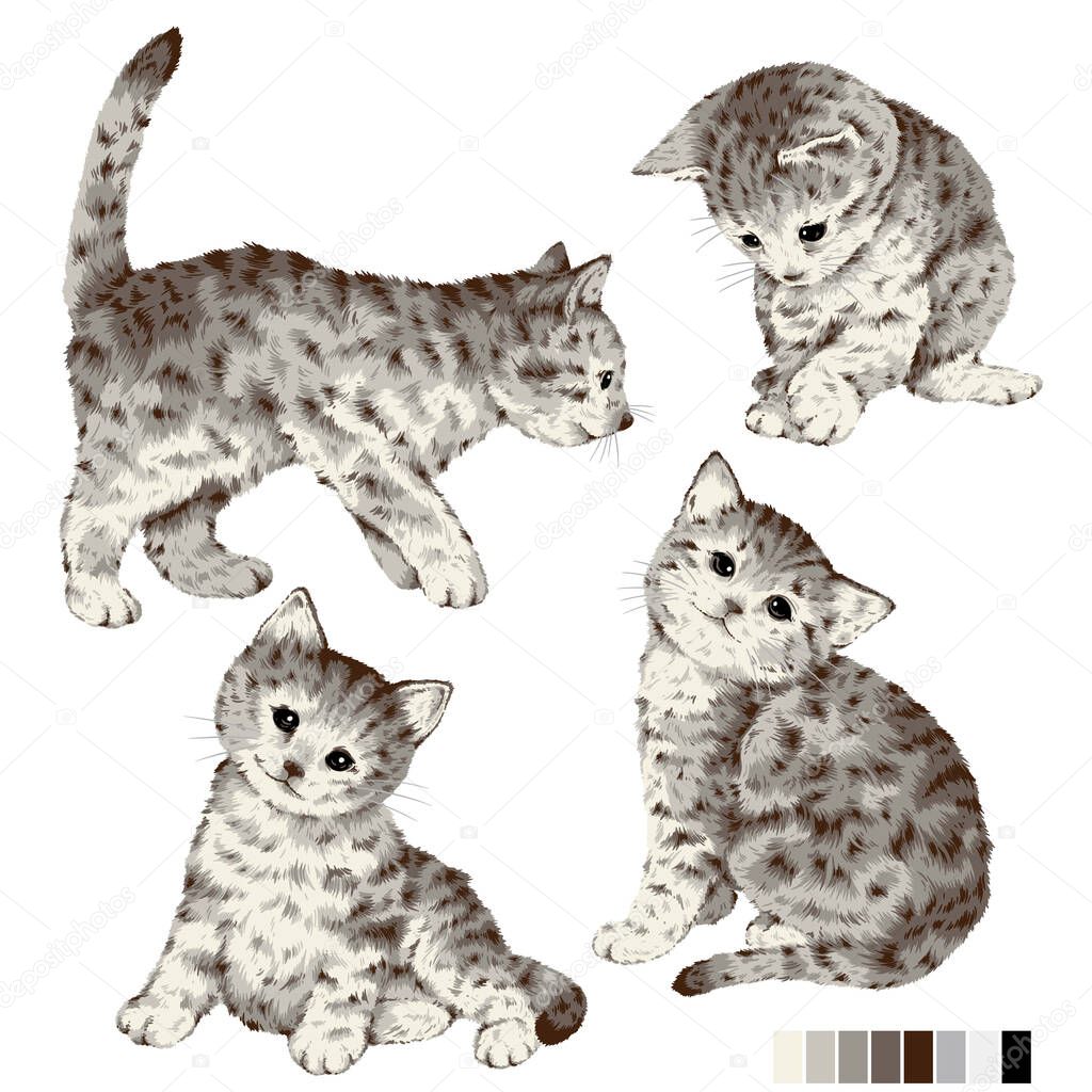 Cute and realistic cat vector illustration,