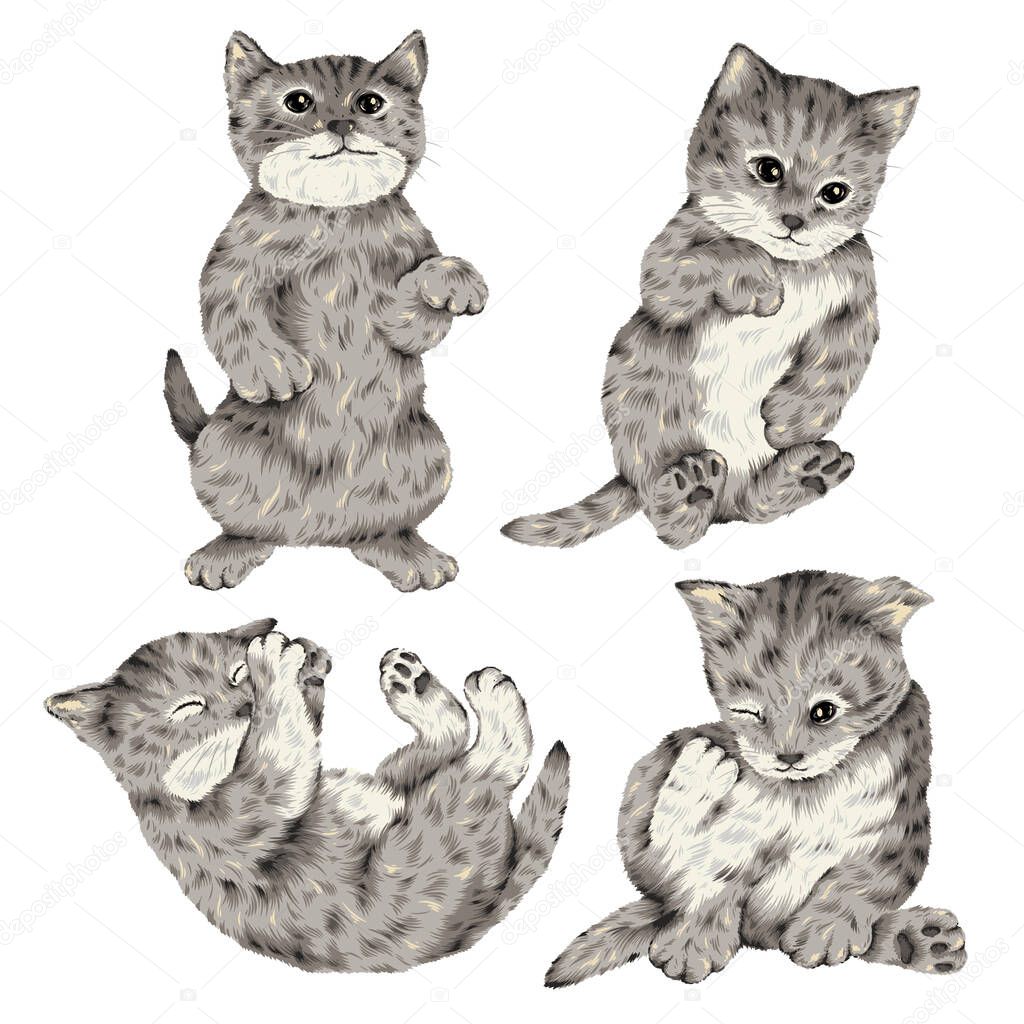 Cute and realistic cat vector illustration,