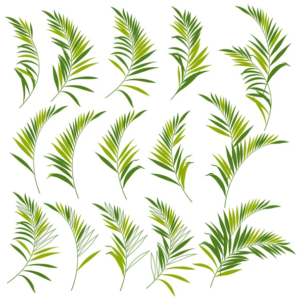 Plantas tropicales — Vector de stock