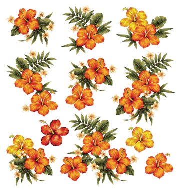 Hibiscus Çiçek Çizimi