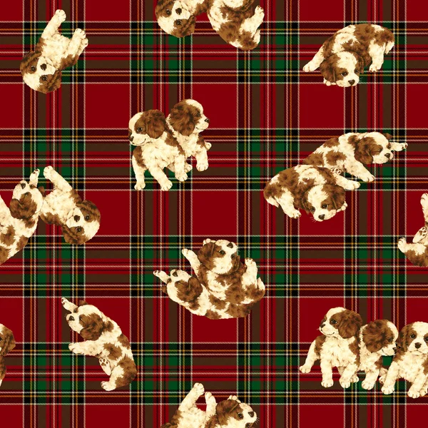 Pretty dog pattern — Stock Photo, Image