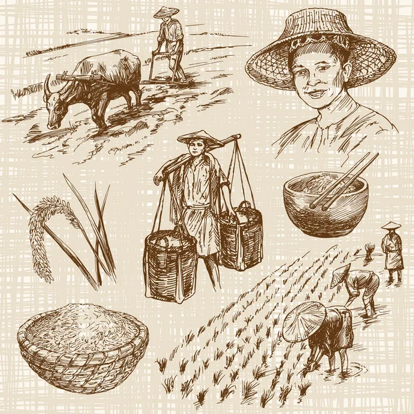 Ilustración dibujada a mano, cosecha de arroz — Archivo Imágenes Vectoriales