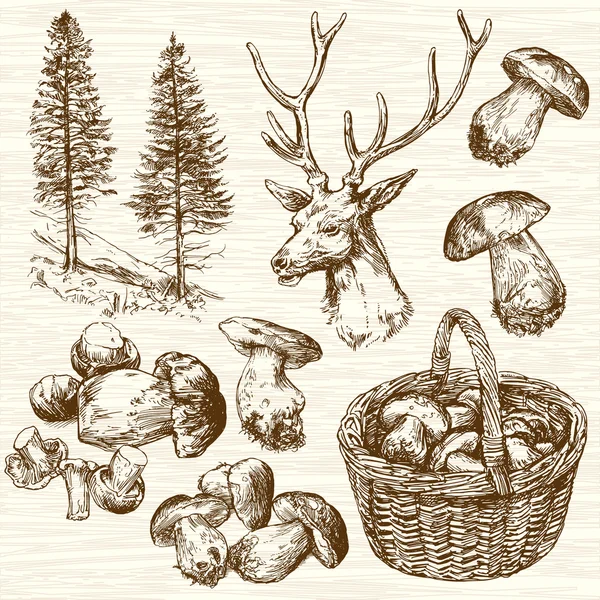 Mand van paddestoelen in het bos. Hand getrokken set. — Stockvector