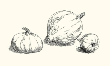 Beyaz arkaplanda el çizimi kabak vektör kümesi izole.