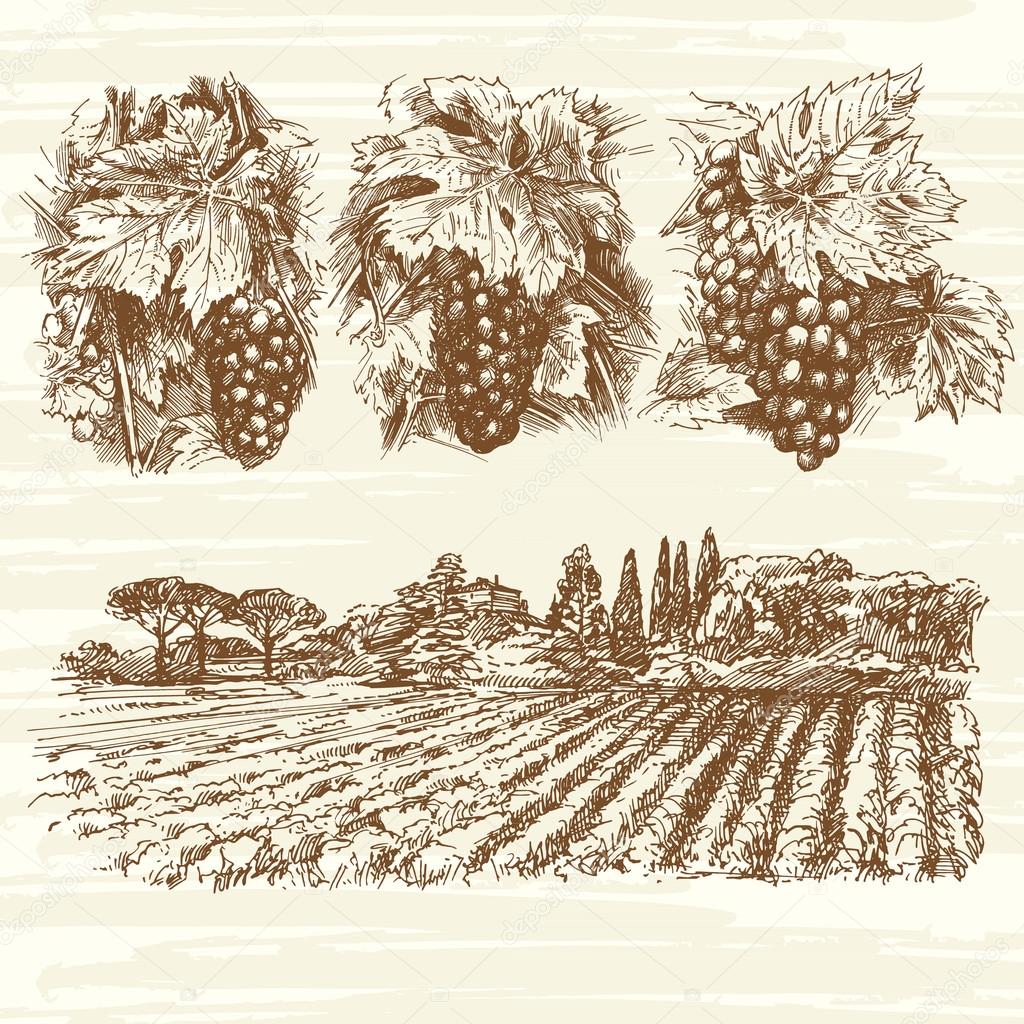 vineyard, farm, grapes - hand drawn collection