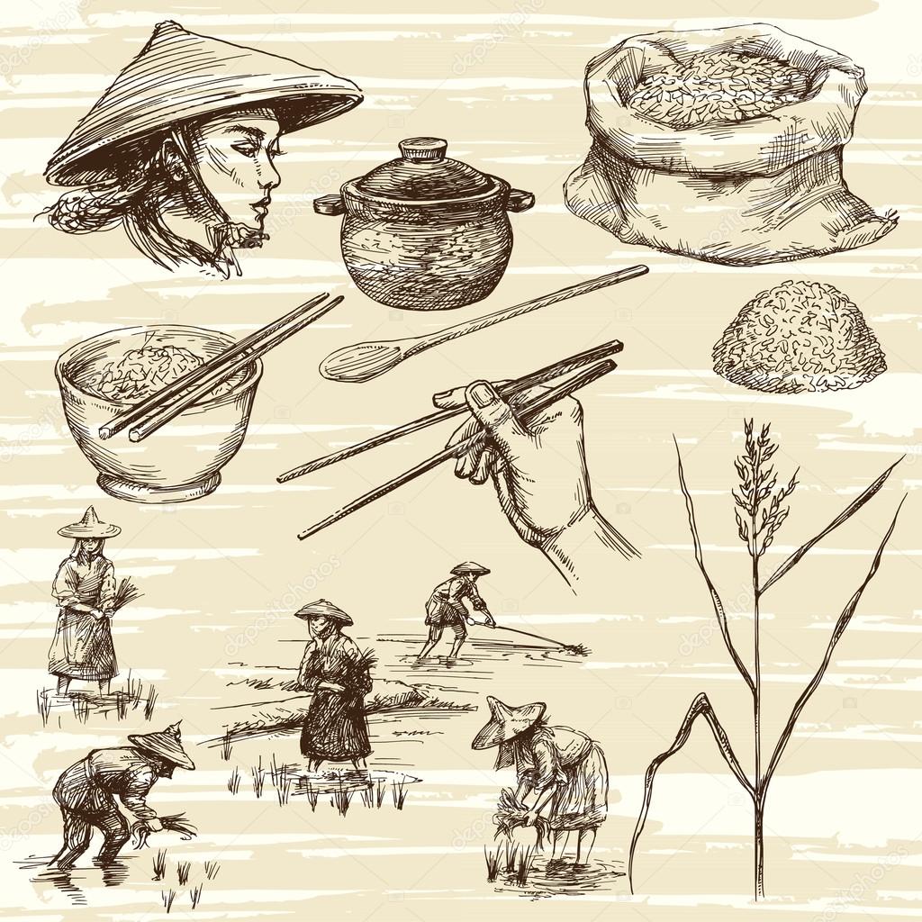 hand drawn illustration, rice harvest
