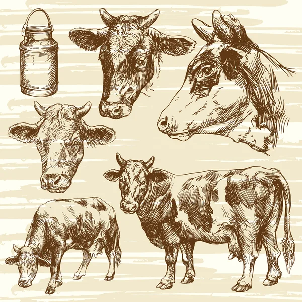 Vacas, animales de granja - recogida a mano — Vector de stock