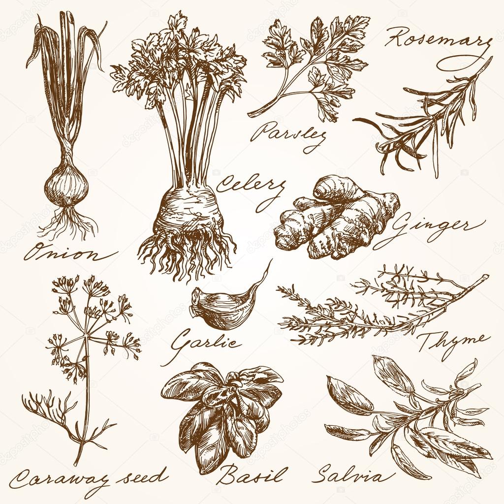 Hand drawn herbs collection Stock Vector Image by ©canicula 99913146