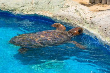 View of a tortoise at Tamar Project (Projeto Tamar) - Praia do Forte, Bahia, Brazil