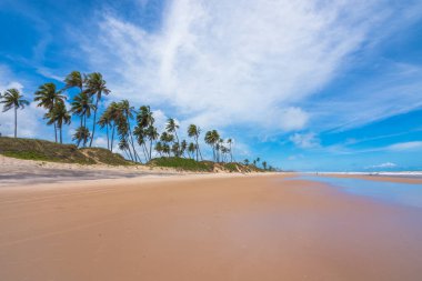 View of some coconut trees at Massarandupio Beach - Bahia, Brazil
