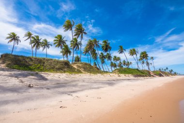 View of some coconut trees at Massarandupio Beach - Bahia, Brazil