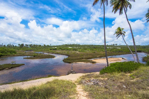 View Beautiful Mangrove River Massarandupio Beach Bahia Brazil — Foto de Stock