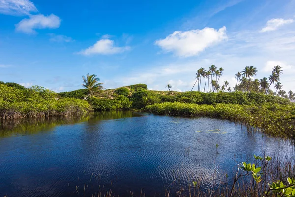 View of a beautiful mangrove and river at Massarandupio Beach - Bahia, Brazil