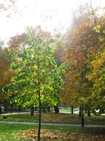 Arbres avec feuillage d'automne dans le parc, journée ensoleillée — Photo