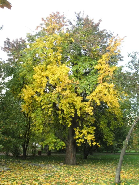 공원에 가을 잎 이 있는 나무, 화창 한 날 — 스톡 사진