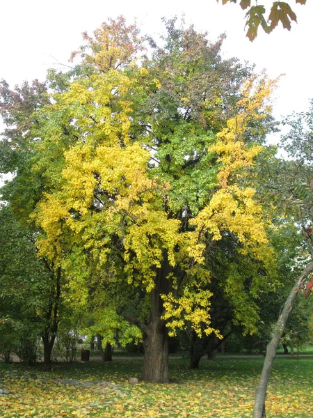 Дерева з осіннім листям в парку, сонячний день — стокове фото