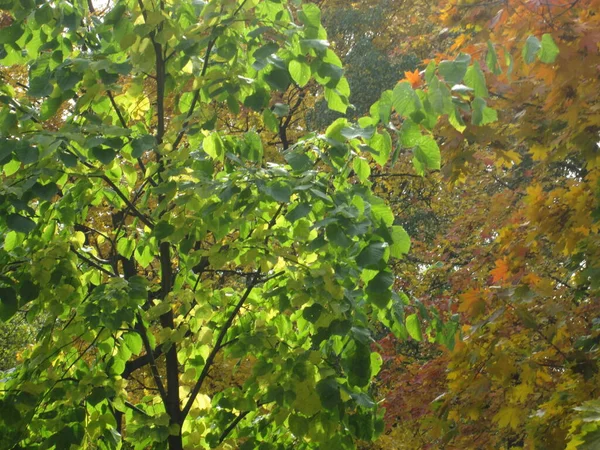 Alberi con fogliame autunnale nel parco, giornata di sole — Foto Stock