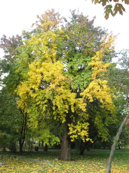 Träd med höstlövverk i parken, solig dag — Stockfoto