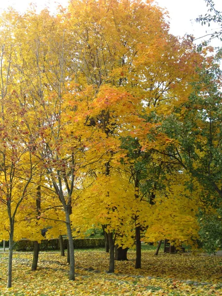 Alberi con fogliame autunnale nel parco, giornata di sole — Foto Stock