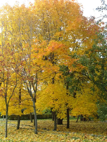 Árboles con follaje otoñal en el parque, día soleado —  Fotos de Stock