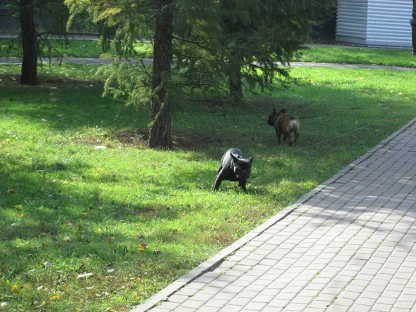 Gato negro y perro por la carretera en el parque en un día soleado — Foto de Stock