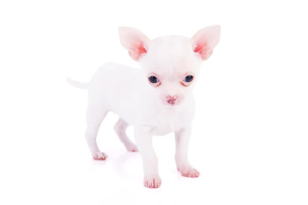 Schattig chihuahua pup — Stockfoto