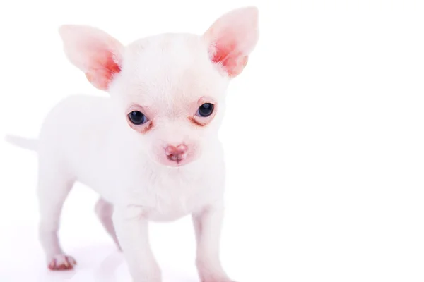 Adorable chihuahua puppy — Stock Photo, Image
