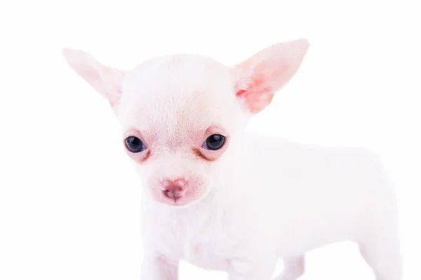 Adorable chihuahua puppy — Stock Photo, Image