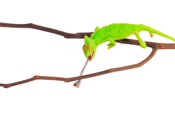 Camaleão caçando uma barata — Fotografia de Stock