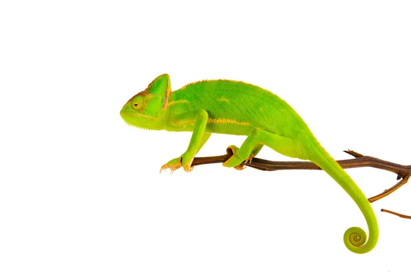 Camaleão em um ramo — Fotografia de Stock