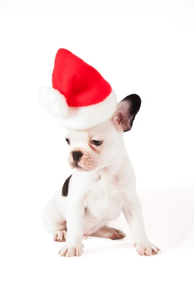 Natal bulldog francês — Fotografia de Stock