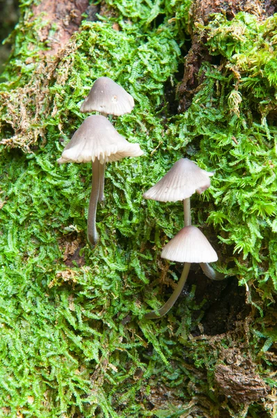 Champignons sur un arbre — Photo