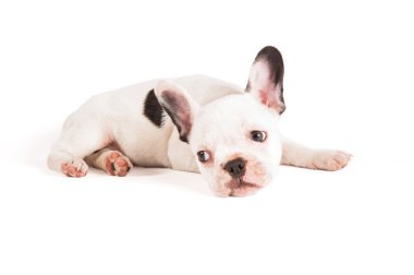 çok güzel Fransız buldozer