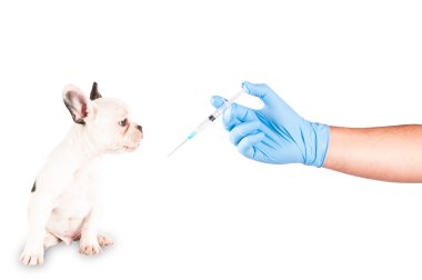 Köpek yavrusu aşılanması hazır