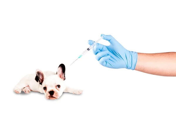 Puppy ready to be vaccinated — Stock Photo, Image