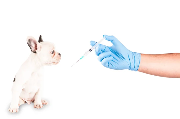 Cucciolo pronto per essere vaccinato — Foto Stock