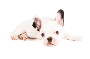 çok güzel Fransız buldozer