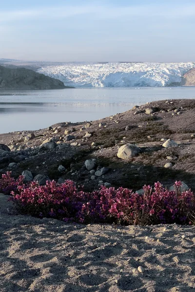 在格陵兰岛的海岸 — 图库照片