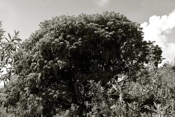 Na selva — Fotografia de Stock