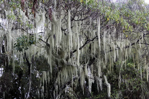 Na selva — Fotografia de Stock