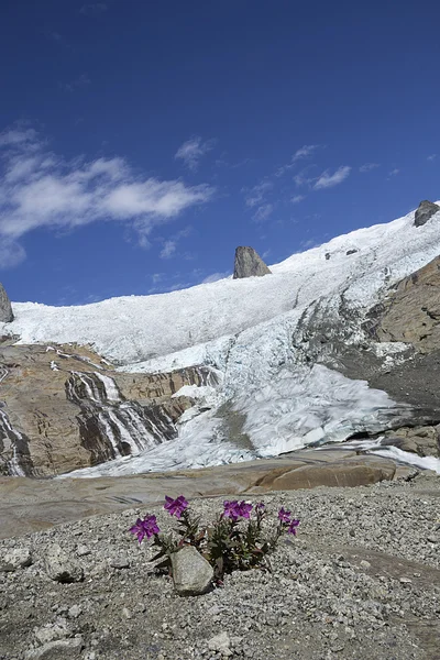 The big glacier — Stock Photo, Image