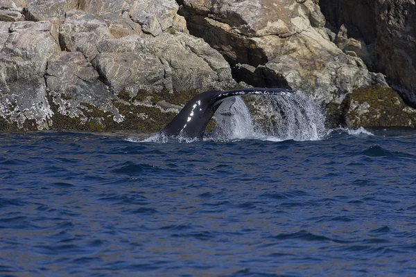 大きなクジラ — ストック写真