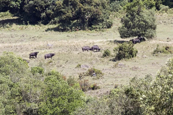 Animali in Africa — Foto Stock