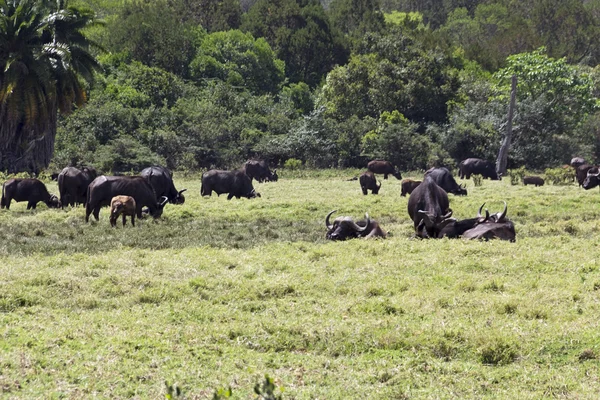 Tiere in Afrika — Stockfoto