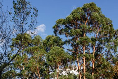 İspanya 'daki parktaki herhangi bir ağaç