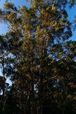 İspanya 'daki parktaki herhangi bir ağaç