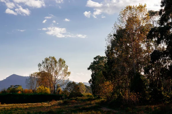 Bomen Een Park Spanje — Stockfoto